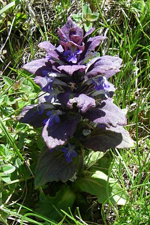 Ajuga pyramidalis \ Pyramiden-Gnsel / Pyramidal Bugle, F Pyrenäen/Pyrenees, Puymorens 26.6.2008