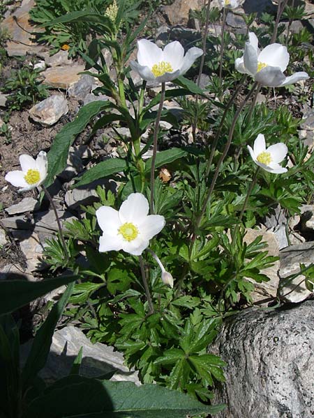 Anemone pavoniana \ Kantabrische Anemone / Cantabrian Anemone, F Col de Lautaret Botan. Gar. 28.6.2008