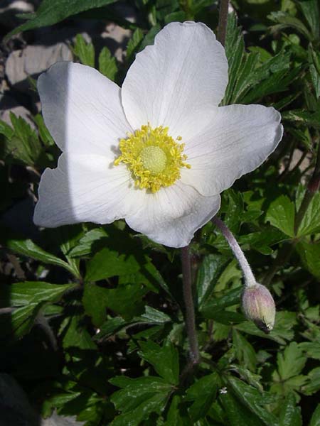 Anemone pavoniana \ Kantabrische Anemone / Cantabrian Anemone, F Col de Lautaret Botan. Gar. 28.6.2008