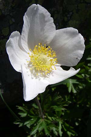 Anemone pavoniana \ Kantabrische Anemone / Cantabrian Anemone, F Col de Lautaret Botan. Gar. 28.6.2008