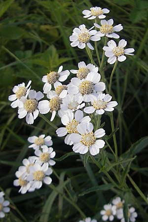 Achillea pyrenaica / Pyrenean Sneezewort, F Auvergne Donjon 27.8.2011