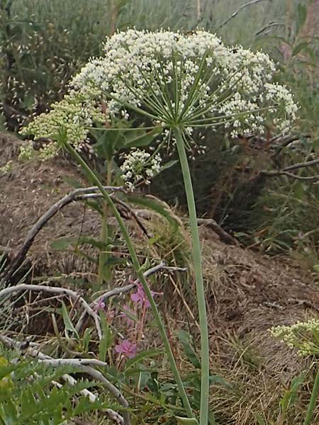 Laserpitium latifolium \ Breitblttriges Laserkraut, F Pyrenäen, Col de Mantet 28.7.2018