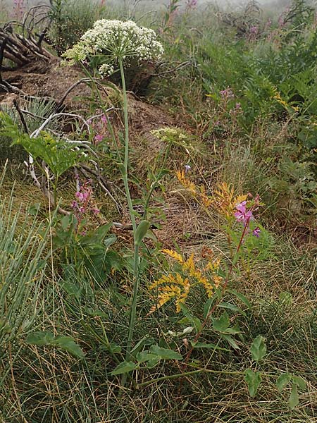 Laserpitium latifolium \ Breitblttriges Laserkraut, F Pyrenäen, Col de Mantet 28.7.2018