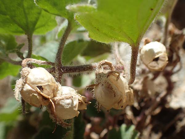 Asarina procumbens \ Nierenblttriges Lwenmaul, F Pyrenäen, Caranca - Schlucht 30.7.2018