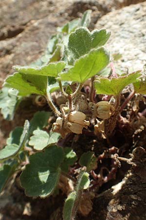 Asarina procumbens \ Nierenblttriges Lwenmaul, F Pyrenäen, Caranca - Schlucht 30.7.2018