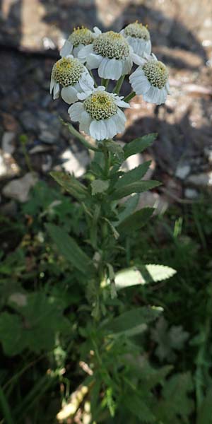 Achillea pyrenaica \ Pyrenen-Sumpf-Schafgarbe / Pyrenean Sneezewort, F Pyrenäen/Pyrenees, Eyne 4.8.2018