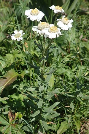 Achillea pyrenaica / Pyrenean Sneezewort, F Pyrenees, Eyne 4.8.2018