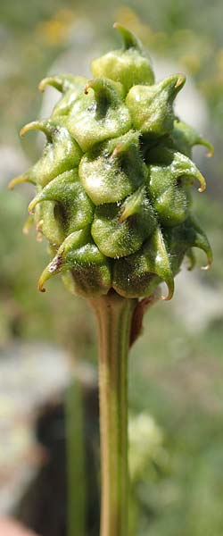 Adonis pyrenaica \ Pyrenen-Adonisrschen / Pyrenean Pheasant's Eye, F Pyrenäen/Pyrenees, Eyne 4.8.2018