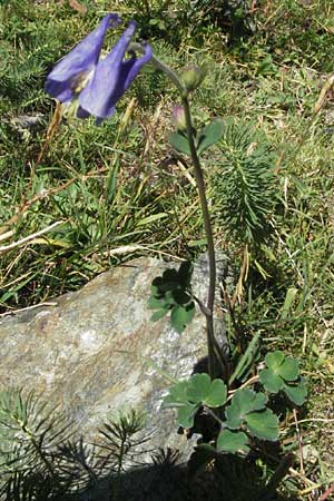 Aquilegia pyrenaica \ Pyrenen-Akelei / Pyrenean Columbine, F Pyrenäen/Pyrenees, Eyne 9.8.2006