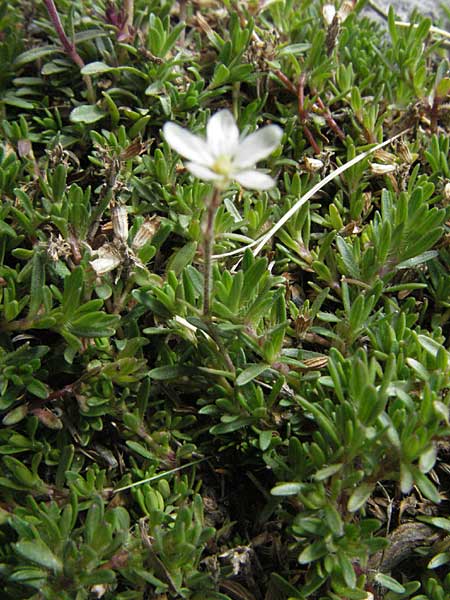 Arenaria ciliata \ Bewimpertes Sandkraut / Fringed Sandwort, Hairy Sandwort, F Pyrenäen/Pyrenees, Eyne 9.8.2006