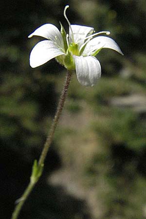 Arenaria grandiflora \ Grobltiges Sandkraut, F Pyrenäen, Eyne 9.8.2006