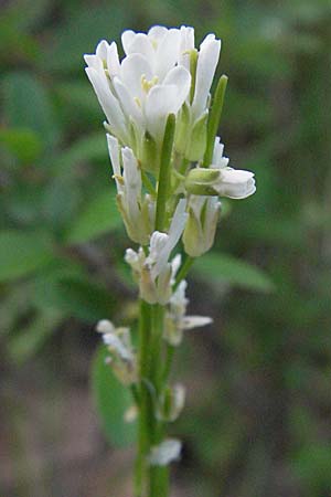 Arabis hirsuta / Hairy Rock-Cress, F Serres 12.5.2007