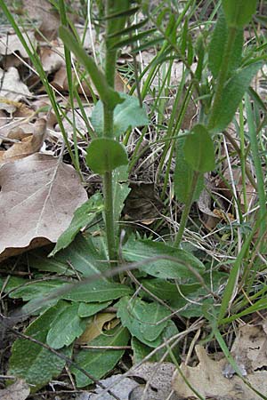 Arabis hirsuta \ Rauhaarige Gnsekresse / Hairy Rock-Cress, F Serres 12.5.2007