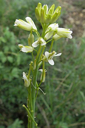 Arabis glabra \ Kahles Turmkraut / Tower Mustard, F Pyrenäen/Pyrenees, Olette 14.5.2007