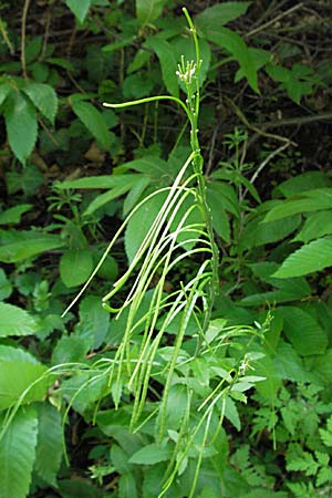 Arabis turrita / Tower Cress, F Pyrenees, Olette 14.5.2007