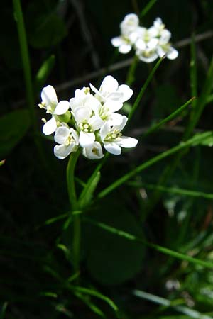 Arabis nemorensis \ Flachschotige Gnsekresse, Auen-Gnsekresse, F Pyrenäen, Eyne 25.6.2008