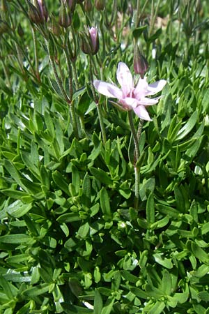 Arenaria purpurascens \ Rosafarbenes Sandkraut, Purpur-Sandkraut / Pink Sandwort, Purplish Sandwort, F Col de Lautaret Botan. Gar. 28.6.2008