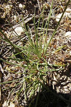 Armeria girardii \ Girard-Grasnelke / Girard's Thrift, F Causse Noir 28.5.2009