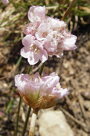 Armeria girardii \ Girard-Grasnelke / Girard's Thrift, F Causse Noir 28.5.2009