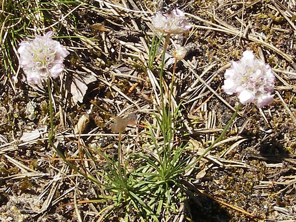 Armeria girardii \ Girard-Grasnelke / Girard's Thrift, F Causse Noir 28.5.2009