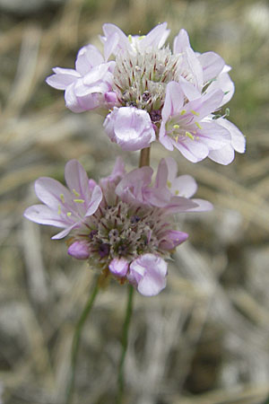 Armeria girardii \ Girard-Grasnelke / Girard's Thrift, F Causse de Blandas 30.5.2009