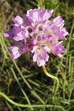 Armeria maritima subsp. elongata \ Sand-Grasnelke / Tall Thrift, F Bitche 28.7.2009