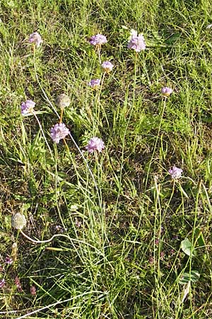 Armeria maritima subsp. elongata / Tall Thrift, F Bitche 28.7.2009