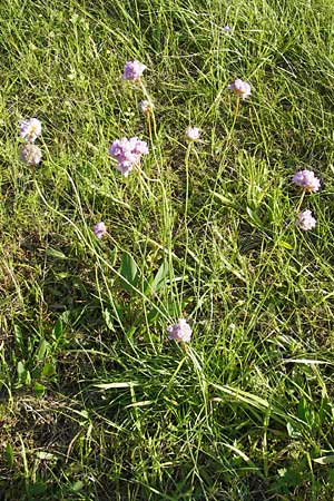 Armeria maritima subsp. elongata \ Sand-Grasnelke / Tall Thrift, F Bitche 28.7.2009