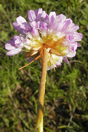 Armeria maritima subsp. elongata / Tall Thrift, F Bitche 28.7.2009