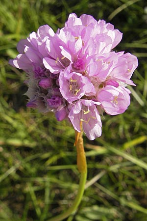 Armeria maritima subsp. elongata \ Sand-Grasnelke, F Bitche 28.7.2009