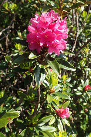 Rhododendron ferrugineum \ Rostblttrige Alpenrose / Alpenrose, F Collet de Allevard 9.7.2016