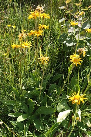 Arnica montana \ Bergwohlverleih, Arnika / Mountain Arnica, F Vogesen/Vosges, Grand Ballon 2.7.2018