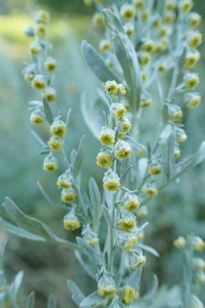 Artemisia absinthium \ Wermut / Wormwood, F Pyrenäen/Pyrenees, Ansignan 23.7.2018