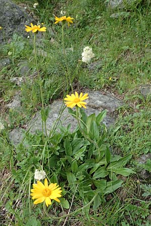 Arnica montana \ Bergwohlverleih, Arnika, F Pyrenäen, Canigou 24.7.2018