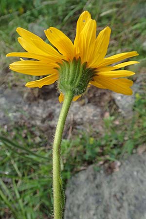 Arnica montana \ Bergwohlverleih, Arnika / Mountain Arnica, F Pyrenäen/Pyrenees, Canigou 24.7.2018