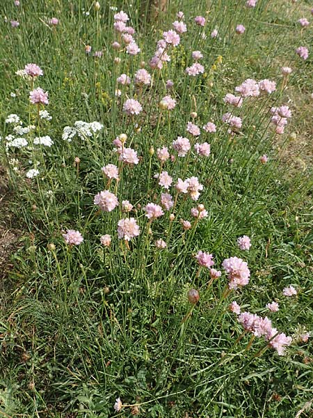 Armeria maritima subsp. alpina \ Alpen-Grasnelke / Alpine Thrift, F Pyrenäen/Pyrenees, Col de Mantet 28.7.2018