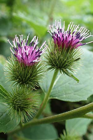 Arctium lappa \ Groe Klette / Greater Burdock, F Pyrenäen/Pyrenees, Puigmal 29.7.2018