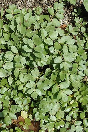 Apium repens ? \ Kriechende Sellerie, Scheiberich / Creeping Marshwort, F Pyrenäen/Pyrenees, Evol 8.8.2018