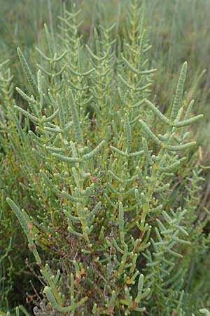 Salicornia glauca ? \ Graue Gliedermelde / Glaucous Glasswort, F Canet-en-Roussillon 9.8.2018