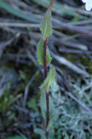 Arabis auriculata \ Gehrte Gnsekresse, F Caussols 2.5.2023