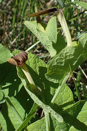 Aristolochia rotunda \ Rundknollige Osterluzei / Round-Rooted Birthwort, Smearwort, F Camargue,  Salin-de-Giraud 3.5.2023