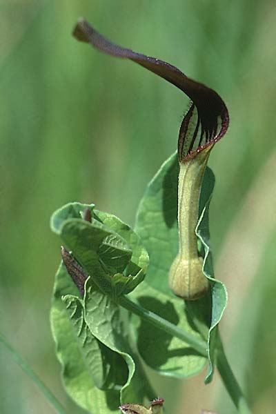 Aristolochia rotunda \ Rundknollige Osterluzei / Round-Rooted Birthwort, Smearwort, F Mas de Londres 22.5.1998