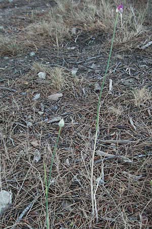 Allium sphaerocephalon \ Kugel-Lauch / Round-Headed Leek, F Mouries 9.6.2006