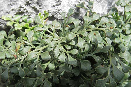 Asplenium ruta-muraria / Wall-Rue, F Montsegur 15.8.2006