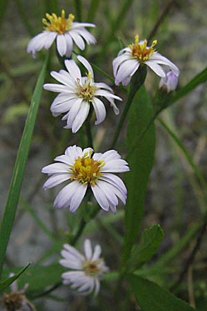 Tripolium pannonicum subsp. tripolium \ Meer-Aster, Strand-Aster, F Mauguio 13.5.2007