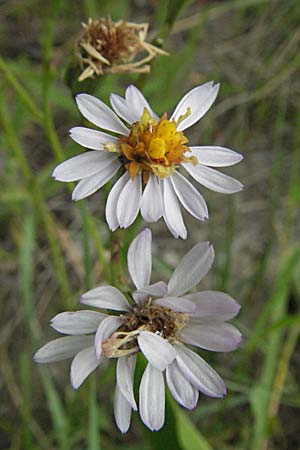 Tripolium pannonicum subsp. tripolium \ Meer-Aster, Strand-Aster, F Mauguio 13.5.2007