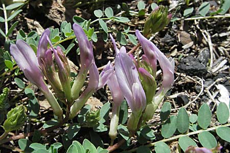 Astragalus monspessulanus \ Franzsischer Tragant / Montpellier Milk-Vetch, F Pyrenäen/Pyrenees, Prades 14.5.2007