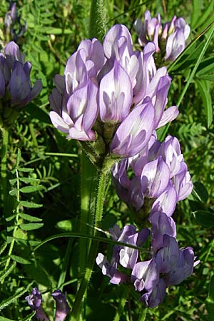 Astragalus danicus \ Dnischer Tragant / Purple Milk-Vetch, F Col du Telegraphe 21.6.2008