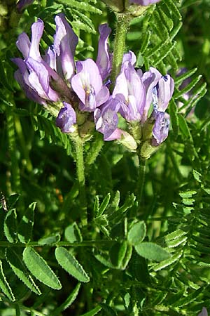 Astragalus danicus \ Dnischer Tragant / Purple Milk-Vetch, F Col du Telegraphe 21.6.2008