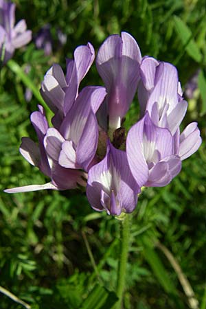 Astragalus danicus \ Dnischer Tragant / Purple Milk-Vetch, F Col du Telegraphe 21.6.2008